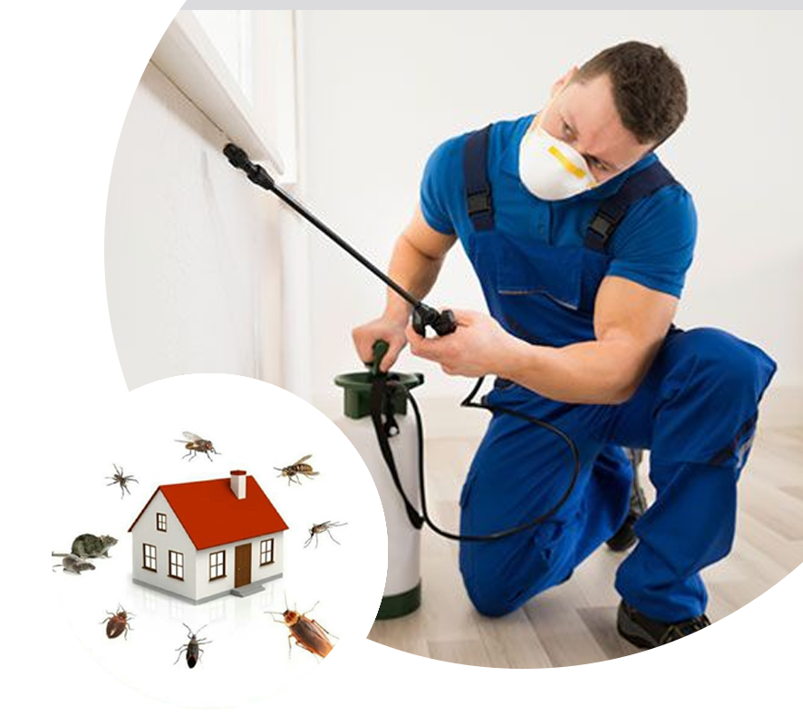 Pest Control Services: Safeguarding Your Home and Health