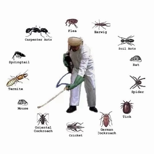 Common Household Pests and How Professional Pest Control Services Can Help