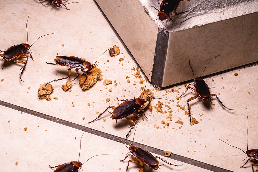 Defend Your Home: Comprehensive Termite Treatment Services for Lasting Protection
