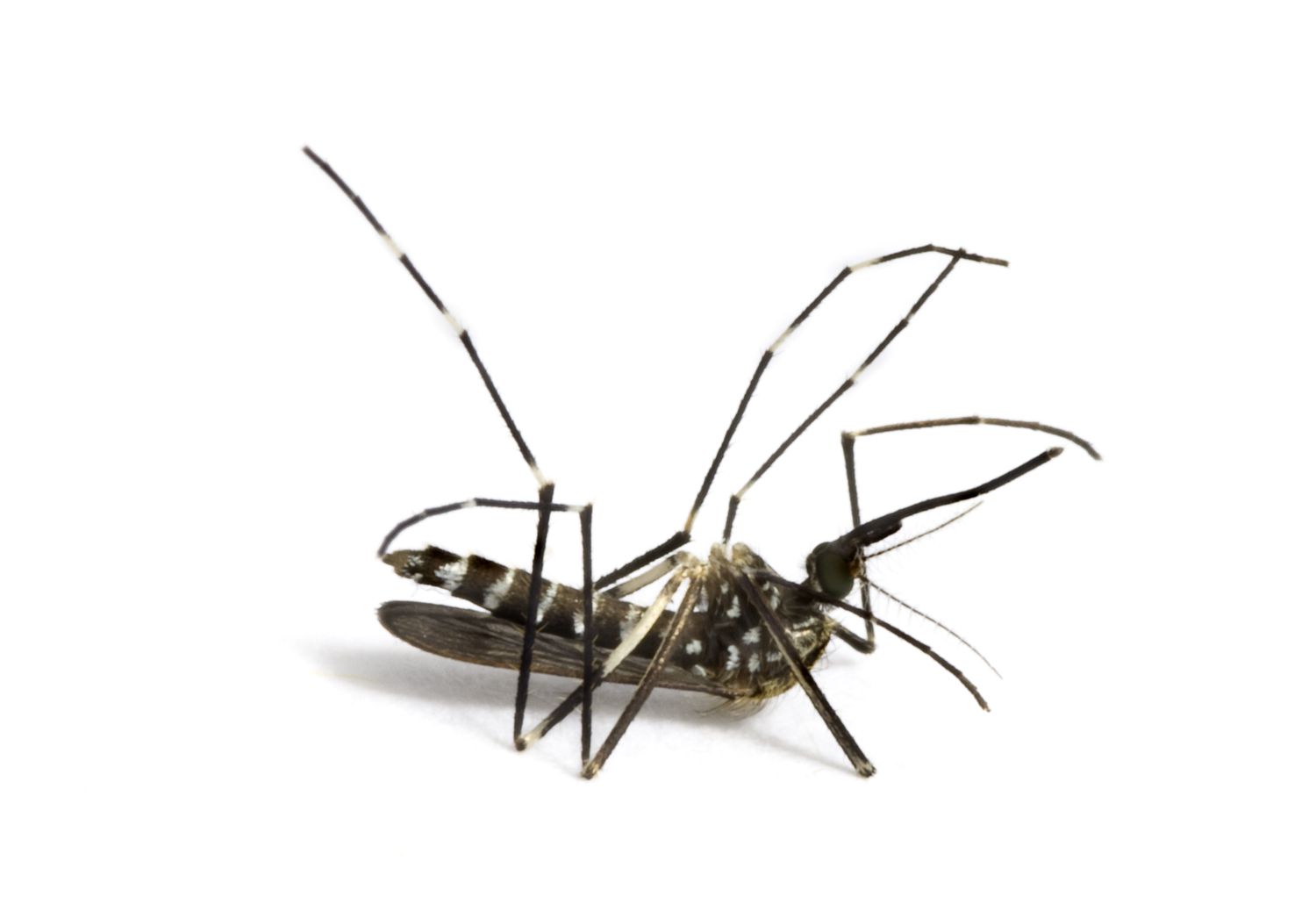 Exploring Pest Control Options: Insecticides and Termite Treatments